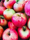 Apple background of fresh natural red organic apples close up. Autumn, picking apples, Vitamins concept Royalty Free Stock Photo