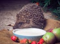 Apple, bag, barbed, claws, cute, drinks milk, eared, flowers, funny, grass, milk, needles, night Royalty Free Stock Photo