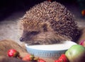 Apple, bag, barbed, claws, cute, drinks milk, eared, flowers, funny, grass, milk, needles, night Royalty Free Stock Photo