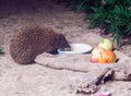 Apple, bag, barbed, claws, cute, drinks milk, eared, flowers, funny, grass, milk, needles, night Royalty Free Stock Photo