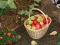 Apple in basket Royalty Free Stock Photo