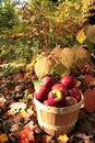 Apple basket Royalty Free Stock Photo