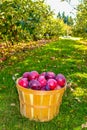 Apple Basket Full Of Ida Reds Along An Orchard Path