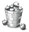 Apple in basket hand drawing vintage style black and white clip art isolated on white background