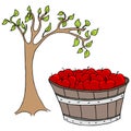 Apple Basket