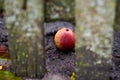 Apple behind a wooden fence
