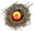 Apple in a Bird Nest with isilated on white background.