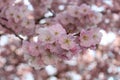 Apple in bloom