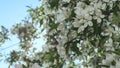 Apple blooming against golden sun on sky in closeup. Tree of apple blossoming . Royalty Free Stock Photo