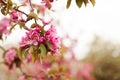 Apple blooming branch Royalty Free Stock Photo