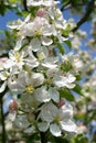 Apple blossom