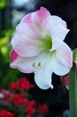 Apple Blossom Amaryllis Royalty Free Stock Photo