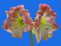Apple Blossom Amaryllis Royalty Free Stock Photo