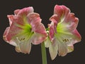 Apple Blossom Amaryllis Royalty Free Stock Photo