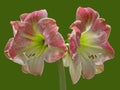 Apple Blossom Amaryllis Royalty Free Stock Photo