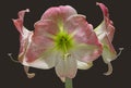 Apple Blossom Amaryllis Royalty Free Stock Photo