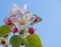 Apple tree blossom