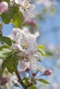 Apple tree blossom