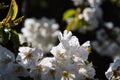 Apple Blossom in April