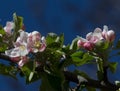 Apple blossom Royalty Free Stock Photo