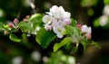 Apple blossom