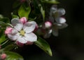 Apple blossom Royalty Free Stock Photo