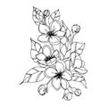 apple blossom branch flowers with leaves open flowers and unopened isolated vector