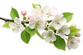 Apple blossom branch with pink flowers isolated on white background cutout, Cherry blossom with green leaves isolated on a white Royalty Free Stock Photo