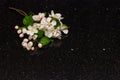 Apple blossom branches on Star Galaxy granite countertop Royalty Free Stock Photo