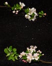 Apple blossom branches on Star Galaxy granite countertop Royalty Free Stock Photo