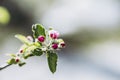 Apple blossom bud Royalty Free Stock Photo