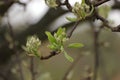 Apple Blossom Bud Royalty Free Stock Photo