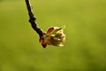 Apple blossom bud in spring in Germany Royalty Free Stock Photo