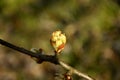 Apple blossom bud in spring Royalty Free Stock Photo