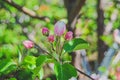 Apple blossom bud Royalty Free Stock Photo