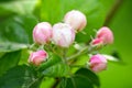 Apple blossom buds on the natural background Royalty Free Stock Photo