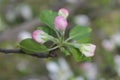 Apple Blossom Buds Royalty Free Stock Photo