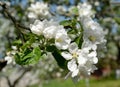 Apple blossom close up Royalty Free Stock Photo