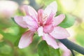 Apple blossom close up Royalty Free Stock Photo