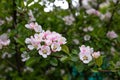 Apple blossom close-up, spring flowering orchard. Delicate pink white flower and apple tree bud blossom, natural fresh background Royalty Free Stock Photo