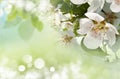 Apple blossom close-up. Royalty Free Stock Photo