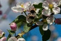 Apple blossom close-up. White petals, stamens, leaves on a branch. A beautiful bumblebee on a flower.