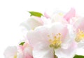 Apple Blossom closeup.