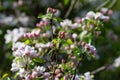 apple blossom on darkgreen background