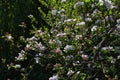 apple blossom on darkgreen background