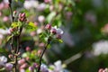 apple blossom on darkgreen background