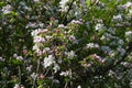 apple blossom on darkgreen background