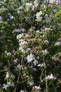 apple blossom on darkgreen background