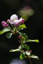 apple blossom on darkgreen background