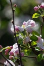 apple blossom on darkgreen background